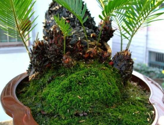 鐵樹怎么繁殖，鐵樹四大繁殖方法