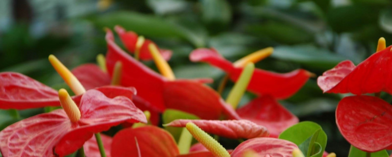 鴻運當(dāng)頭用什么土養(yǎng)殖