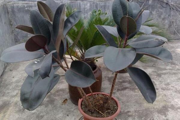 橡皮樹的花語及風水，誠信穩(wěn)重(花語)生旺發(fā)財(風水)