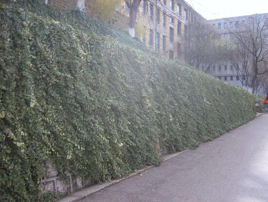 常春藤的養(yǎng)殖方法和注意事項(xiàng)，老農(nóng)總結(jié)八大基本方法