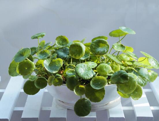 銅錢草和鏡面草的區(qū)別，外觀/生長環(huán)境/價(jià)值三種區(qū)別方法