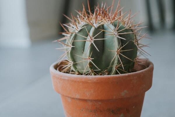 仙人球換盆方法，4步即可完成仙人球的換盆