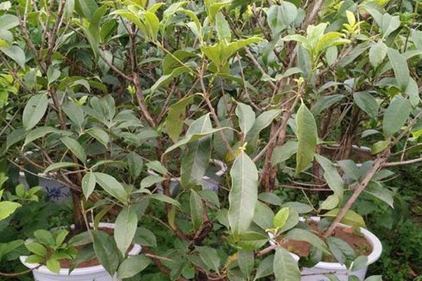 嫁接桂花樹(shù)的養(yǎng)殖方法和注意事項(xiàng)