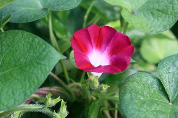 牽?；ㄔ趺捶乐雇介L(zhǎng)與腐爛