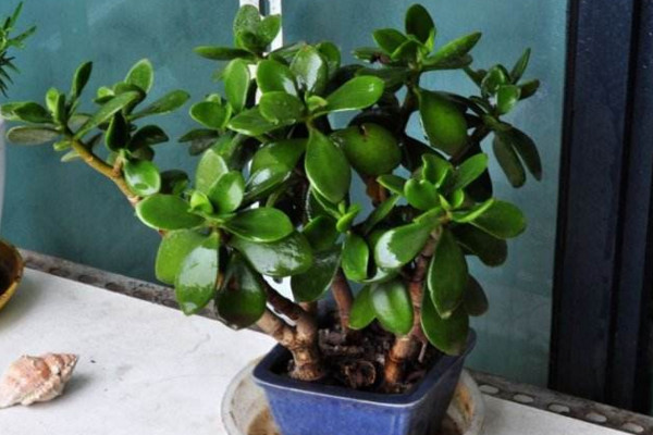 玉樹換盆注意事項(xiàng)，注意換盆時(shí)間以及根部的修剪