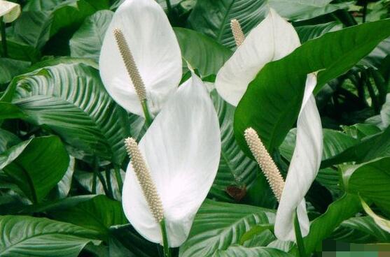 一帆風(fēng)順的花粉有毒嗎，花粉無(wú)毒汁液有毒