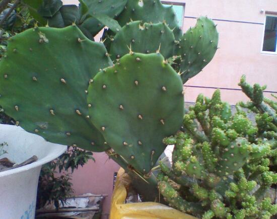 仙人掌有哪些品種，仙人掌的品種大全大圖