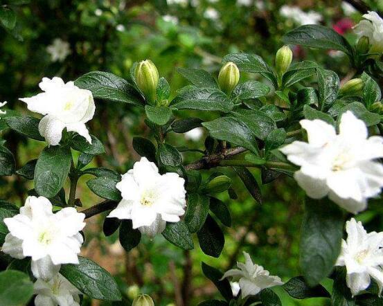 六月雪為什么不開(kāi)花，三種原因以及解決辦法
