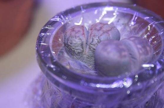 生石花怎么水培，教你四個基本步驟快速水培生根