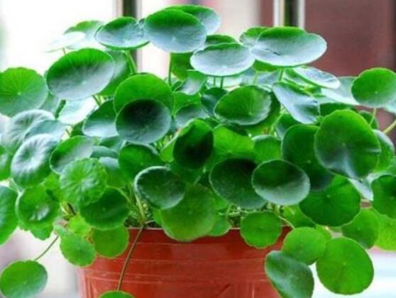 銅錢草泡水喝的作用，利尿排石、抗炎消炎