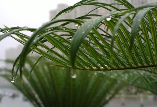 鐵樹施什么肥料好，鐵樹施氮磷鉀復合肥最好