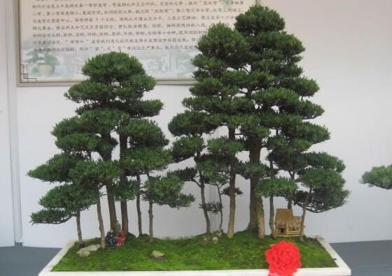 玉樹葉子有沒有毒，葉子沒毒汁液是有毒的