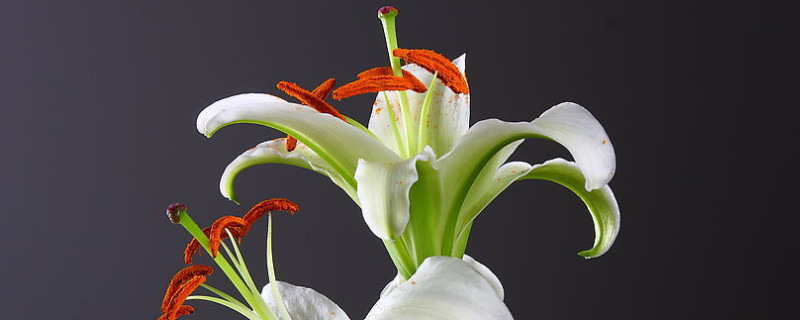 百合氣味對(duì)身體有害嗎