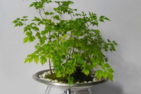 幸福樹上有白色絮狀物怎么辦，可能是感染了白粉病