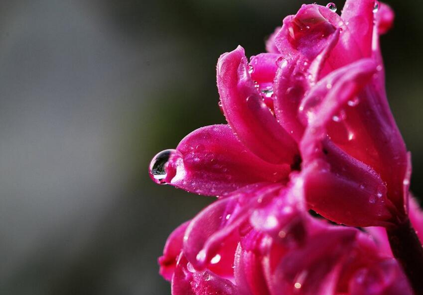 風(fēng)信子土培的養(yǎng)殖方法，要從土壤等5個方面注意