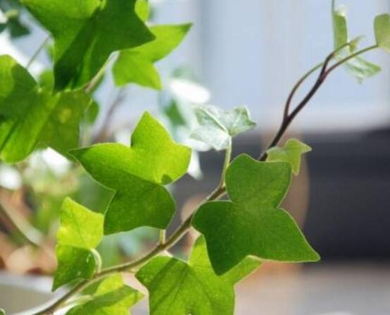 常春藤掉葉子怎么辦，四種原因以及解決辦法