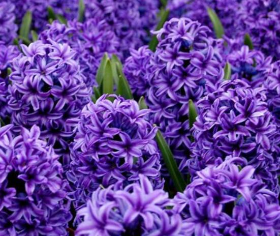 家里養(yǎng)風(fēng)信子好嗎，好/美化家居環(huán)境、凈化空氣