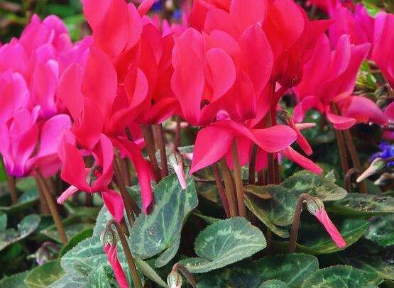 仙客來葉子嚴(yán)重發(fā)黃，老農(nóng)總結(jié)最直觀三種解決辦法