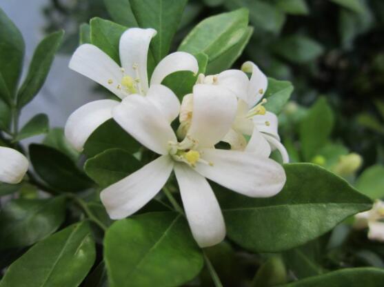 九里香種在家里禁忌，只需要注意四個(gè)要點(diǎn)即可