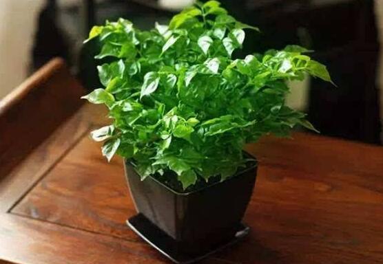 幸福樹(shù)的寓意，象征著家庭和美，幸福快樂(lè)