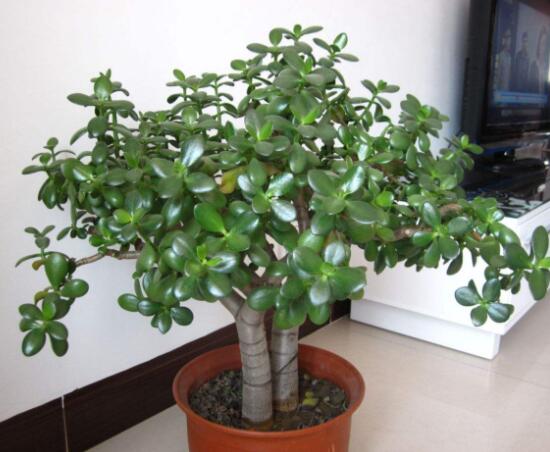 燕子掌的養(yǎng)殖方法和注意事項，老農(nóng)總結(jié)最實用八大養(yǎng)殖技巧