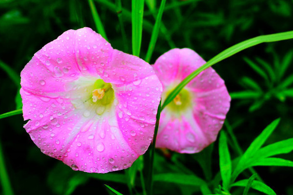 牽?；ǖ母鞎绬? src="/nongchan/d/file/20201223/5ahvwgmzsr4.jpg" / data-gQ5W="xKAMIw"></p>
<p data-nw3M="tnLMzN">
	牽?；ǖ母慷静粫劳觥Ｒ驗闋颗；ㄓ幸欢ǖ哪秃芰?，在冬季也可以正常的生長，但是牽?；ǖ闹仓暝诙揪蜁l(fā)黃干枯，但是只要牽?；ǖ母窟€存在活性，等到來年春季到來的時候，牽?；ň涂梢栽俅伍L出新葉新枝。</p>
<p data-fJVx="Xj0ob7">
	<strong data-HlPT="G4WdIi">2、提供光照</strong></p>
<p data-OZkI="cvUfXL">
	<img alt=