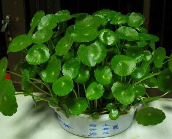 水培銅錢草葉子發(fā)黃怎么辦，四種原因以及解決方法