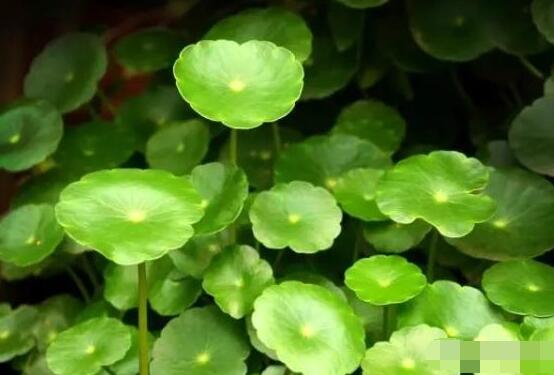 土培銅錢草怎么養(yǎng)，掌握八點(diǎn)因素就可以爆盆了（適合新手）