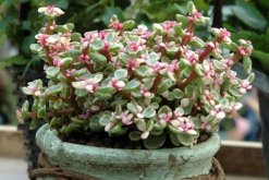 如何種雅樂(lè)之舞，三步即可完成雅樂(lè)之舞的種植