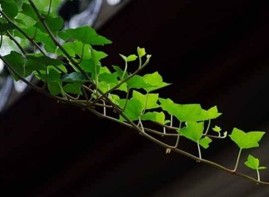 常青藤多久澆一次水，見(jiàn)干見(jiàn)濕原則保持盆土濕潤(rùn)