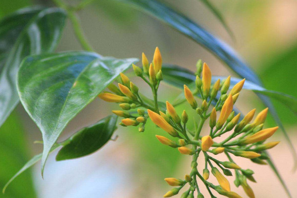 斷腸草和金銀花的區(qū)別，形態(tài)/觸感/花朵/功效不同