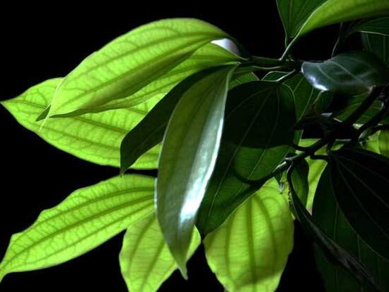 平安樹葉子發(fā)黑是怎么回事，三種原因以及解決方法