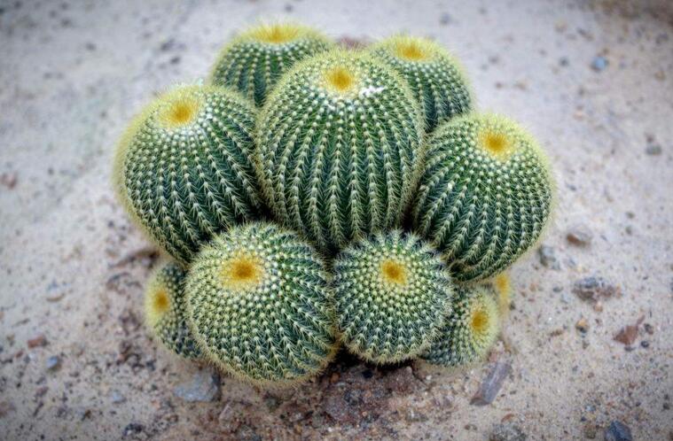 水養(yǎng)仙人球注意事項，正確的水培方式很重要