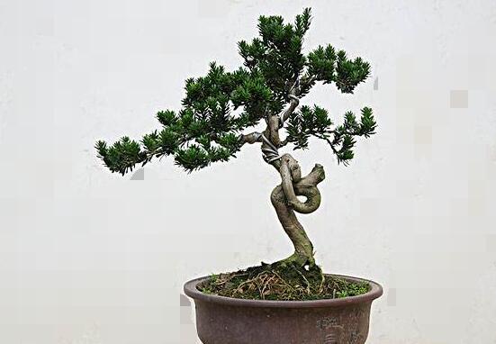 羅漢松怎么澆水，羅漢松澆水方法