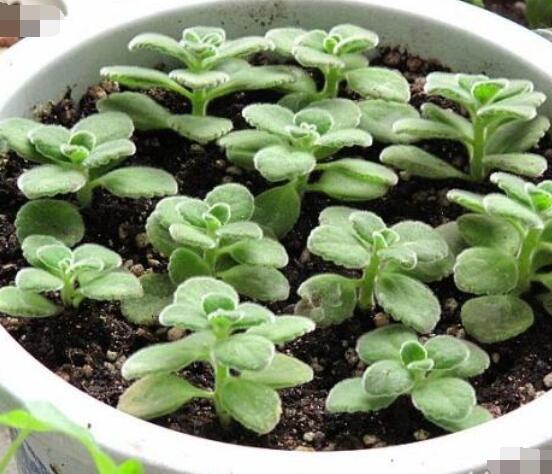 碰碰香的繁殖與養(yǎng)護，扦插繁殖存活率最高/肥水光照充足