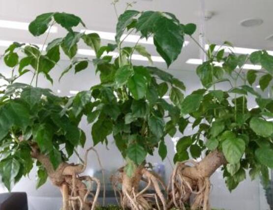 幸福樹開花什么預(yù)兆、寓意著家庭和睦，幸?？鞓?吉兆)