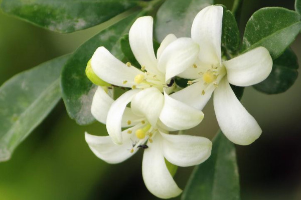 九里香的果實要及時摘了嗎