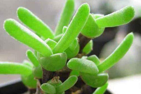 碧光環(huán)怎么繁殖