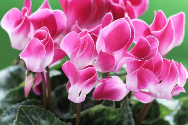 仙客來(lái)喜陰還是喜陽(yáng)