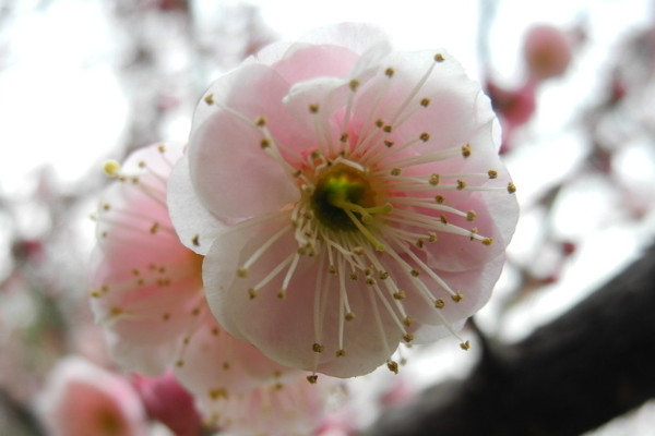 臘梅的養(yǎng)殖方法和注意事項(xiàng)