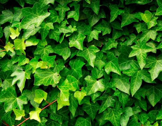 常春藤晚上能放臥室嗎，能/凈化空氣、舒緩身心、擋煞驅(qū)煞