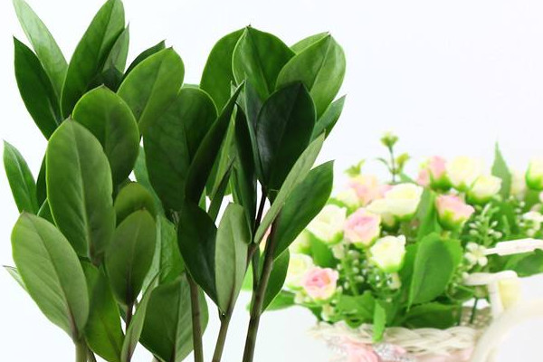 金錢樹葉子發(fā)黃葉桿枯萎怎么回事