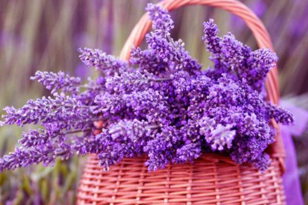 薰衣草怎么養(yǎng)