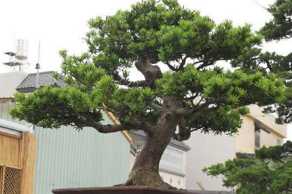 羅漢松適宜擺放的位置，適合擺放在會(huì)議室、酒店大堂