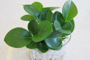 碧玉怎么養(yǎng)，碧玉的養(yǎng)殖方法和注意事項