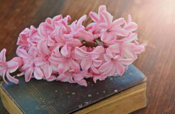 風(fēng)信子花期是什么時(shí)候，不同的品種不同的時(shí)間