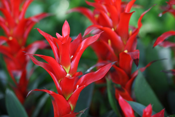 鴻運(yùn)當(dāng)頭花生蟲(chóng)了怎么辦