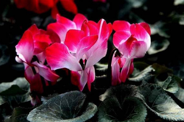 仙客來(lái)花怎么養(yǎng)