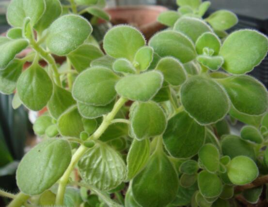 驅(qū)蚊草碰碰香有毒嗎，無毒/凈化空氣、醒腦提神