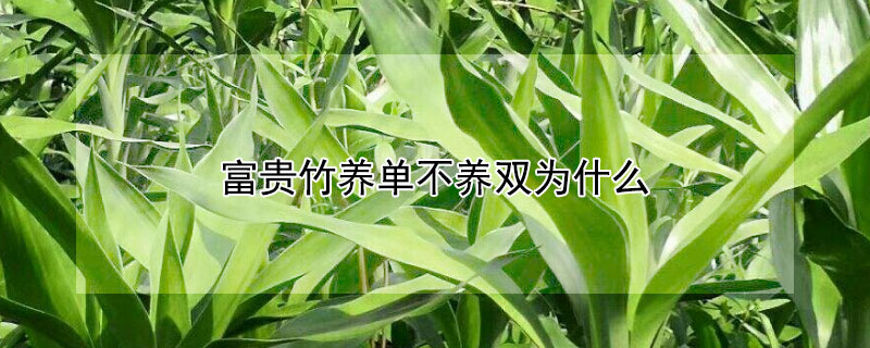 富貴竹養(yǎng)單不養(yǎng)雙為什么